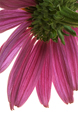 Coneflower Hidden Beauty II